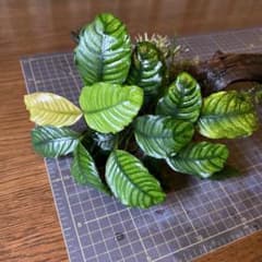 せこびち　アヌビアスコーヒーフォリア付き流木 ADAホーンウッド　2本 せこびち アヌビアスコーヒーフォリア付き流木 ADAホーンウッド