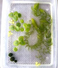 水草　マツモ、アマゾン・ドワーフフロッグビット、マリモのサムネイル