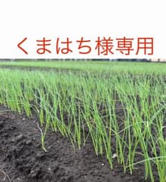 くまはち様専用ネオアース玉ねぎ苗200本のサムネイル