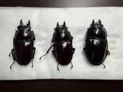 ヤエヤママルバネクワガタ♂♂♀トリオのサムネイル