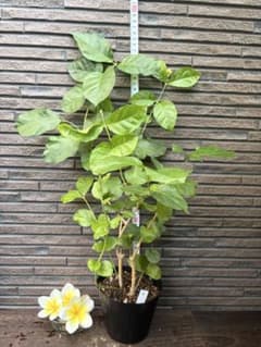 ⭐︎苗2本　ピカケ　茉莉花　アラビアンジャスミン　鉢植えのサムネイル