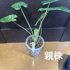 アロカシア オドラ バリエガータ バティック 芋のサムネイル