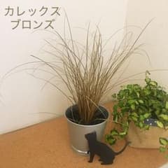 カレックス　　ブロンズのサムネイル