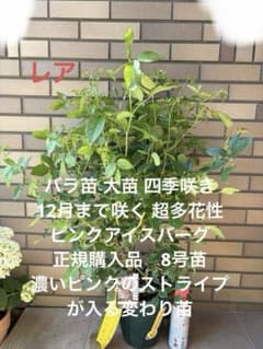 バラ苗 大苗 四季咲き ピンクアイスバーグ 超多花性 冬まで咲く 正規購入品のサムネイル