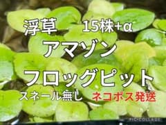 アマゾンフロッグピット 15株のサムネイル