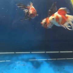 ゆーき様専用のサムネイル
