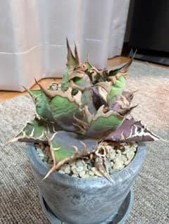 アガベ チタノタ 鉢植えのサムネイル