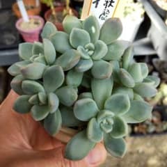 札付き つぶつぶ屋✡️もりもり くもも✡️多肉 抜き苗 つぶー 寄せ植