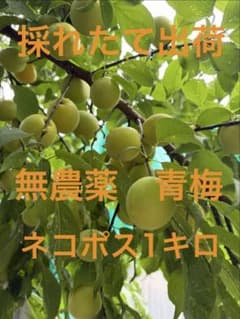 無農薬 青梅 手摘み ネコポス箱込み1キロのサムネイル