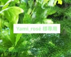 専用ですのサムネイル