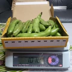 そら豆 『さや付』 無選別 1kgのサムネイル