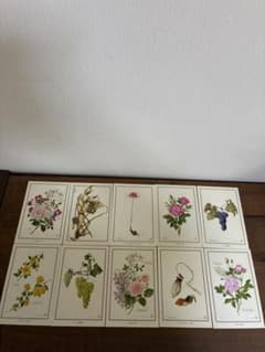 野村陽子 植物細密画 ポストカード 10枚セット ボタニカルアートのサムネイル