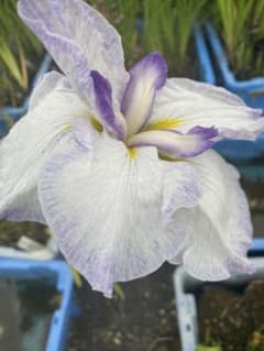 アンディ様全7苗㉙大きめ苗! 青鬼❣️珊瑚の花❣️マスカット❣️メルカリ便込 84 花菖蒲 靄間空 もやまぞら 肥後系 1株(3芽) - メルカリ