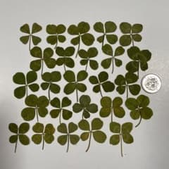 四つ葉のクローバー 押し花 小茎短 あ - メルカリ