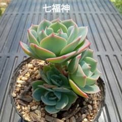 No.13 七福神 抜き苗 多肉植物 - メルカリ