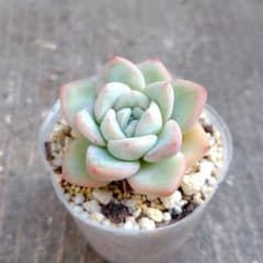 多肉植物】アマビレ 抜き苗 - メルカリ