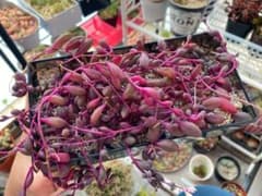 多肉植物 ルビーネックレス 鉢内全てのサムネイル