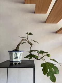 イチジク　盆栽　半懸崖　実有り　無花果　樹高37㎝ イチジク 盆栽 半懸崖 実有り 無花果 樹高37㎝ - メルカリ