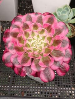 ☆多肉植物☆名無しアエオニウム☆のサムネイル