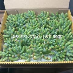 多肉植物カット苗ぷりぷり乙女心（大）30本のサムネイル
