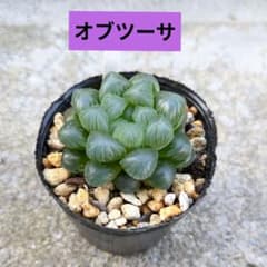 ハオルチア オブツーサ 抜き苗 2 - メルカリ