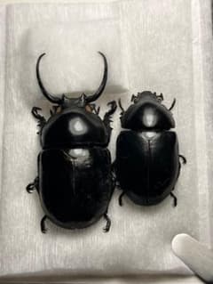 【大型ペア】クロオオクワガタコガネ 標本 Fruhstorferia anthr 大型ペア】クロオオクワガタコガネ 標本 Fruhstorferia anthr - メルカリ