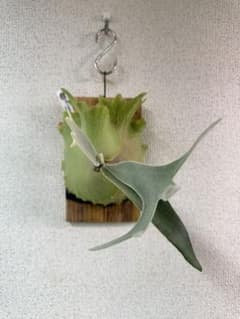 AR ✖️ Ginka ✖️ Predator ビカクシダ　Stem fern AR ✖️ Ginka ✖️ Predator ビカクシダ Stem fern - メルカリ