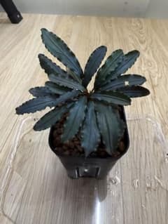 Bucephalandra sp.ムヌクン2 ウェーブタイプ【TB】 Bucephalandra sp.ムヌクン2 ウェーブタイプ【TB】 - メルカリ