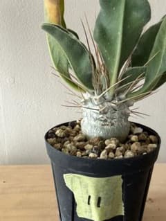 パキポディウム ナマクアナム 光堂 実生株 11 - メルカリ