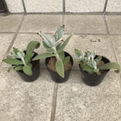 多肉植物　月兎耳のサムネイル
