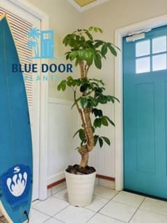 2※3/22(日)10→12号に鉢変え！【シェフレラ 約180cm】大型観葉植物 