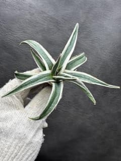 アガベ 「氷山」 White Rhino 極白 超美品 貴重希少株 - メルカリ