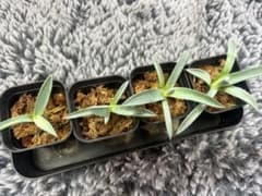 アガベ パリー子株 抜き苗4株セット - メルカリ