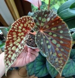 原種ベゴニア クロロスティクタ/ Begonia chlorostictaのサムネイル