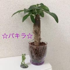 プロフ見てね〜様専用　パキラE☆のサムネイル