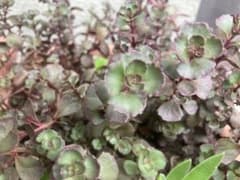 多肉植物　ドラゴンズブラッド　カット苗35本のサムネイル