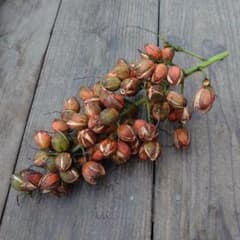 本日中に削除します★ヒメヤシの種 5/20収穫 1房のサムネイル