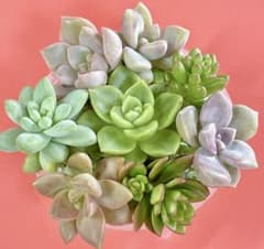 40. 多肉植物 カット苗セット 寄せ植え 詰め合わせ - メルカリ