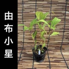 由布小星　ポットごと　山アジサイ　紫陽花　ヤマアジサイのサムネイル