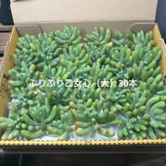 多肉植物カット苗ぷりぷり乙女心（大）30本のサムネイル