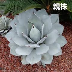 アガベ パリートランカータ❗カキコ カット苗‼️ - メルカリ