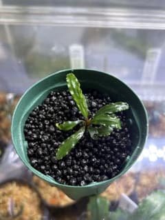 Bucephalandra sp. Perlite redshoot KN便のサムネイル