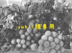 yukii様専用ページ　スターフラワー・ミニのサムネイル