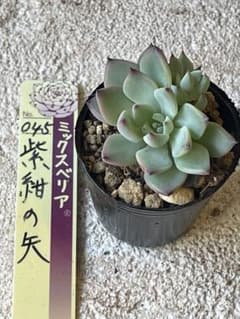 多肉植物 紫紺の⑤のサムネイル