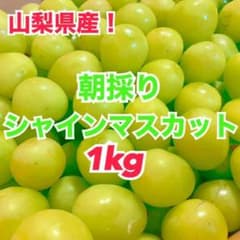 142【‼️山梨県産 朝採りシャインマスカット‼️】のサムネイル