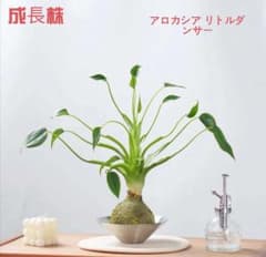 な*】様 MS467 10株セット アロカシア リトルダンサー な*】様 MS467 10株セット アロカシア リトルダンサー - メルカリ