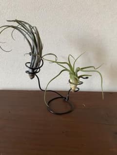 個別売りになります。のサムネイル