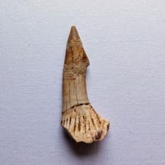 ノコギリエイ　歯　吻 m31576859349_1.jpg?1717070556