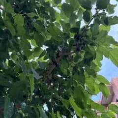 桑の苗のサムネイル