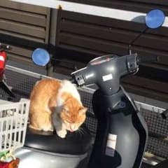 かーり様専用のサムネイル